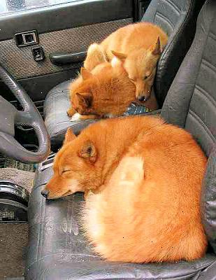 Hvordan til at sove komfortabelt i en bil. Undervurder ikke en sovepose.